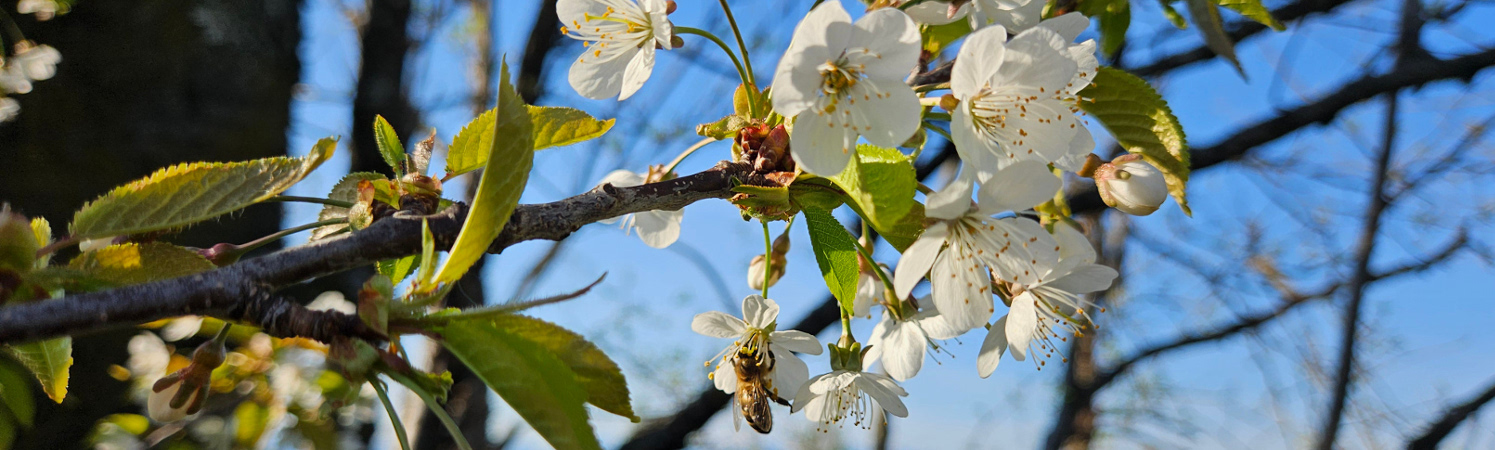 &copy; by Anna Perner