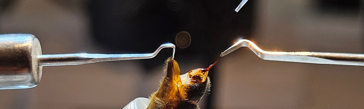 &copy; by Anna Perner