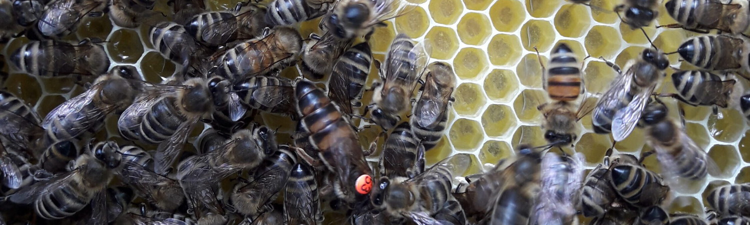 &copy; by Joe Zechner